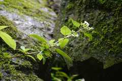 Leptodermis lanceolata